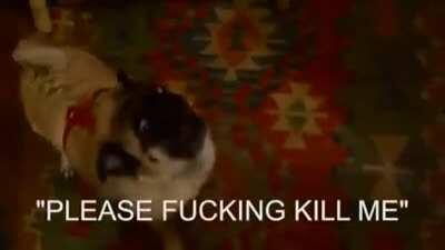 Pug party (TURN UP THE VOLUME PLEASE)