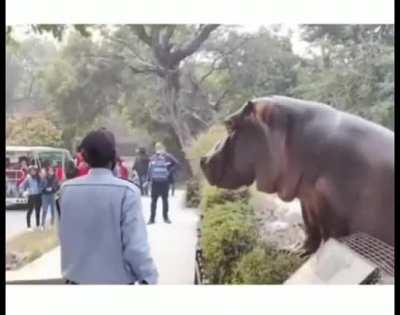 Hippo trying to escape from his confinement confronted by a security guard.