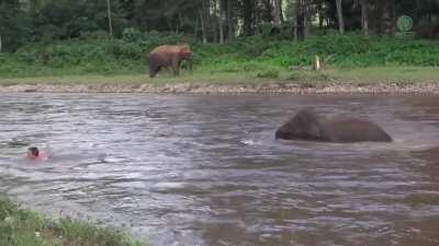 The bond between Darrick and elephant Kham Lha at Elephant Nature Park in Thailand. Darrick pretends to be in trouble, so she rushed to the river to save him.