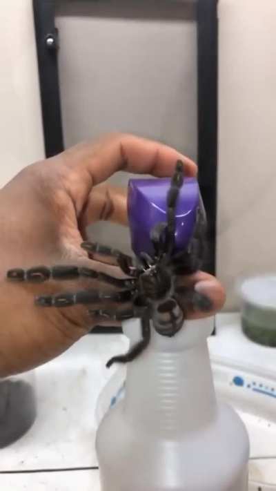 The struggle of getting a Venezuelan Sun Tiger back into its container