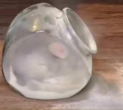 Blursed_hamster