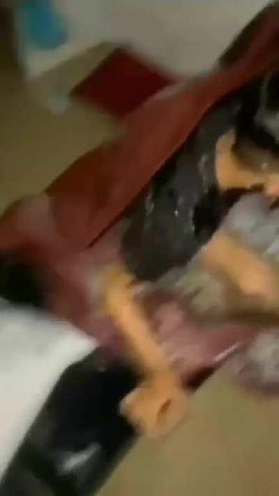 DoglaREDDIT - Video #3087