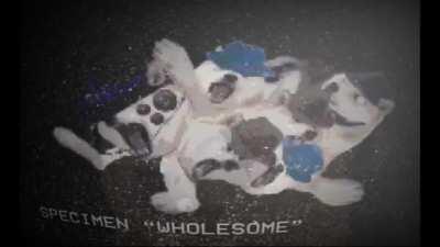 le wholesome specimen chonkerino has arrived