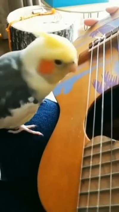 the song of birb