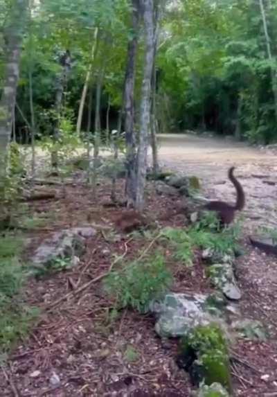 🔥 A Group of Coatis Running From East to West (reversed)