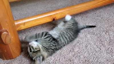 Beelzebub (Beezy) likes to attack the bottom of the coffee table... while upside down