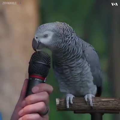 Попугай могёт