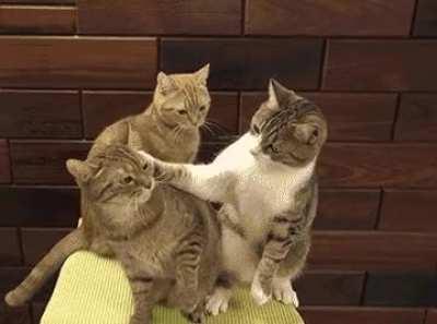 And the Lord said to Cain, “Where is your Brother Abel?” And Cain replied, he accidentally touched my neck while we were trying to pick up the canopy so I killed him.