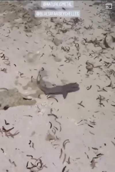 Barracuda attacks a shark