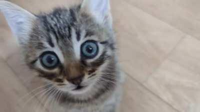 Two smol fur babies I found in my yard