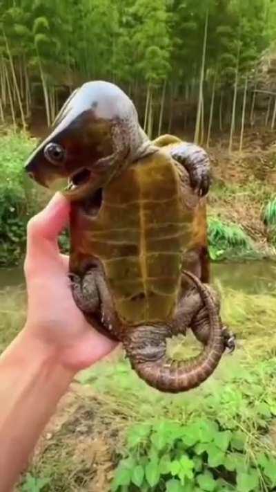 The Big-Headed-Turtle, a species native to Southeast Asia