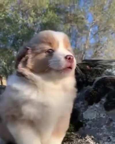 Little puppy howling.