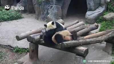 A panda a day keeps the sorrow away