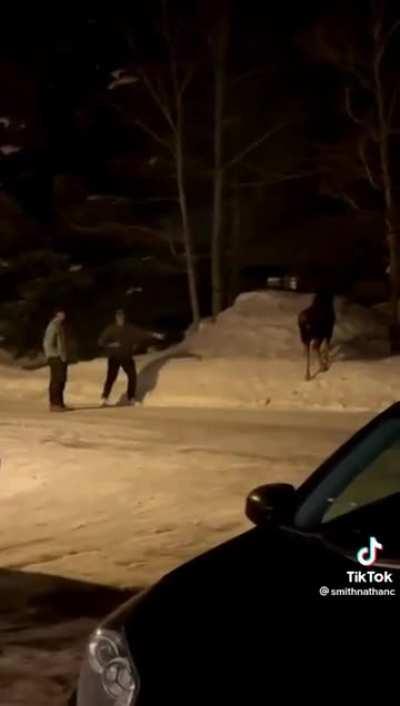 You fck around with a moose and then find out