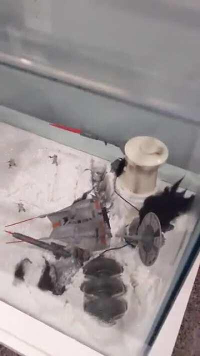 My mother is the reason this collection grew into what it is today. She always helped me believe in myself and molded me into a woman she knew I always could be. Her first present to me was the falcon and her last was the AT-AT walker. I hope I am a great