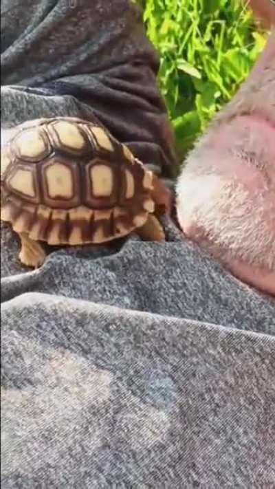 When good pets go bad.