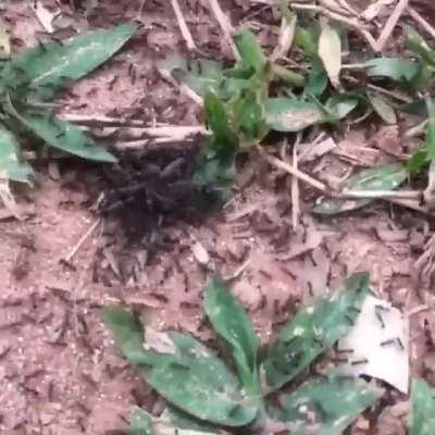 Army ants battling and overcoming a tarantula