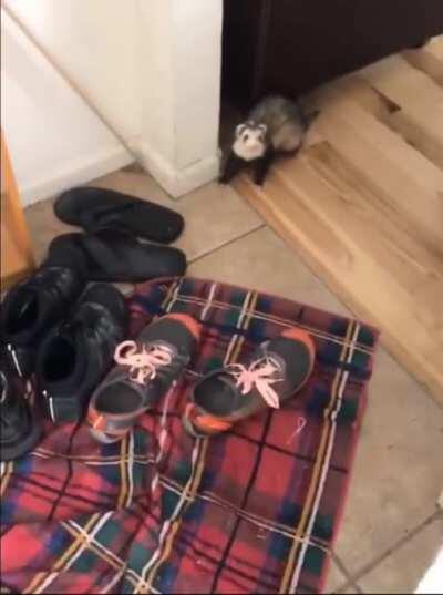 Ferrets first time seeing snow