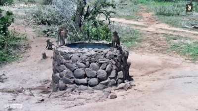 🔥 Energetic young baboons living their best life. So much going on