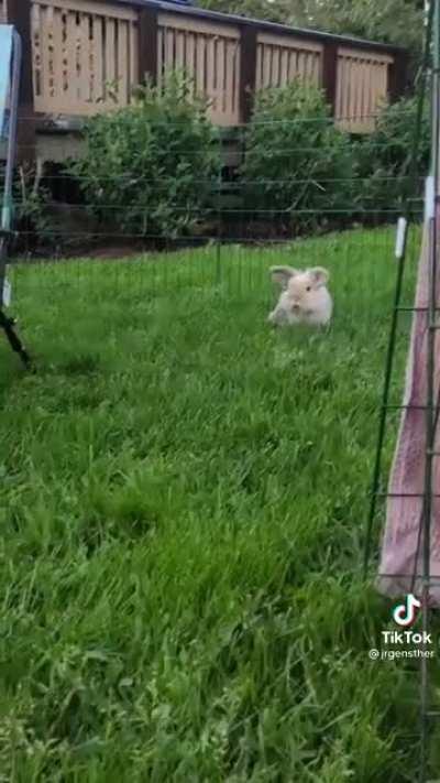 What a sweet and happy ending. Bunnies need love too!