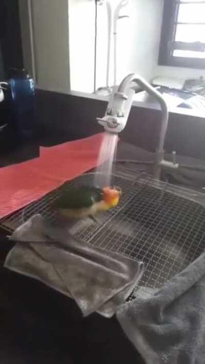 CleaningBirb