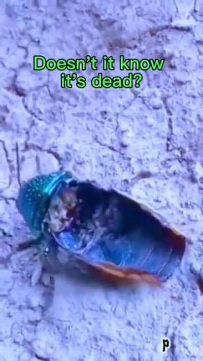 Real Turks never die! 🇹🇷🇹🇷🇹🇷🇹🇷🇹🇷🇹🇷💪🏿💪🏿💪🏿💪🏿💪🏿