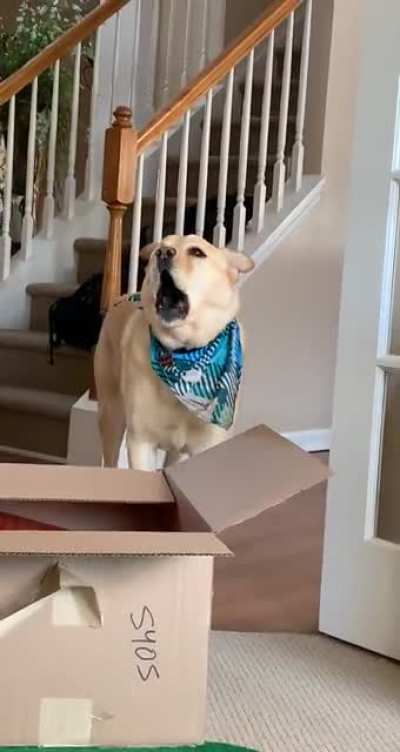 This is his I have to poop sound