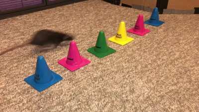 My amazing pet rat Donut weaving between cones!