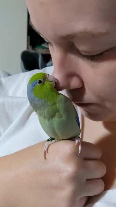 Cashew beeping- The tiniest parrotlet
