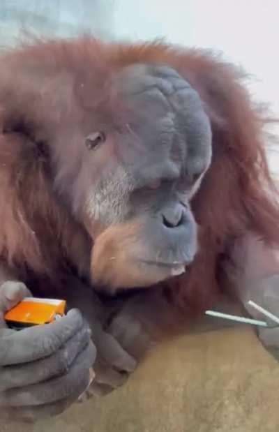 An ape using a juice box