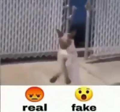 IS THIS REAL OR FAKE