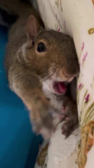 Squirrel Yawn