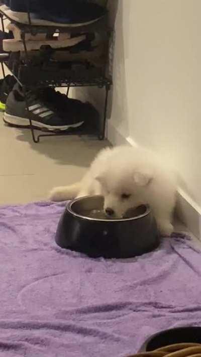 So this is how our 9 week old Samoyed puts herself to sleep...