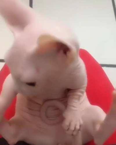 So Sweet and Cute Bingus!