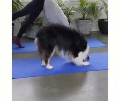 Doggo knows Yoga 🧘‍♀️