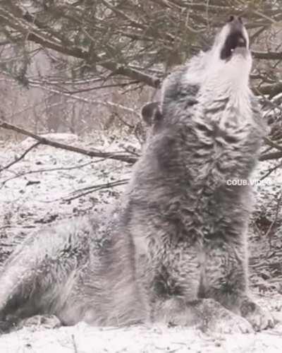 Darwin Award for this gentleman