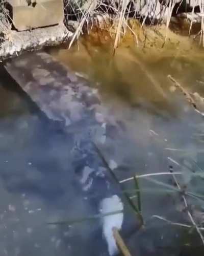 Segundo o chat BCT isso é um tamanduá bandeira 🤓☝️