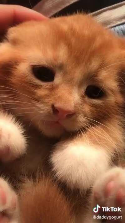 Un mishi tierno para que no estén tristes 😳