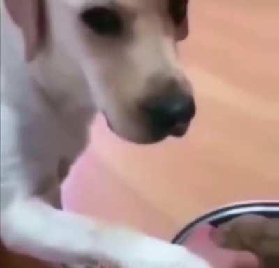 He sacrificed himself to spare his puppy!