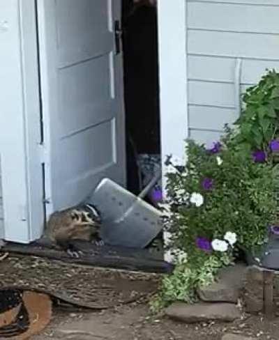 A badger won't leave