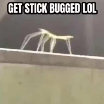 Get stick bug lol