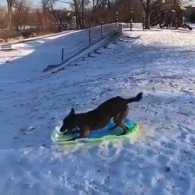 Dog knows how to enjoy life