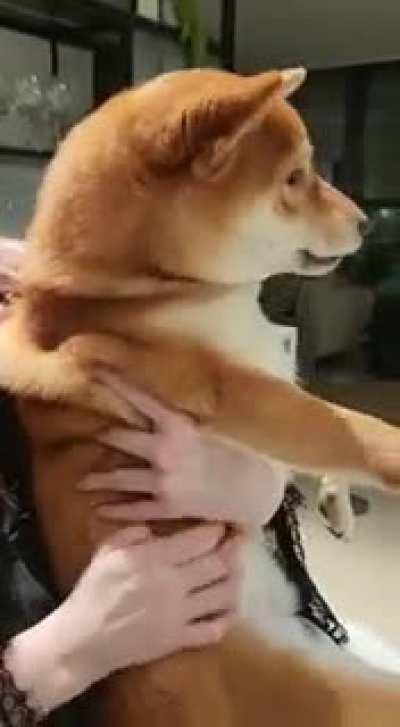 Our shiba enjoying a mini crepe I made for him :)