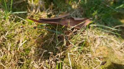 What are these really tiny red ants?