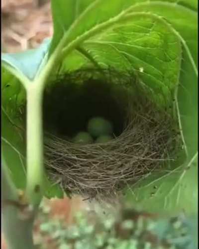 Birds nest hidden in a leaf