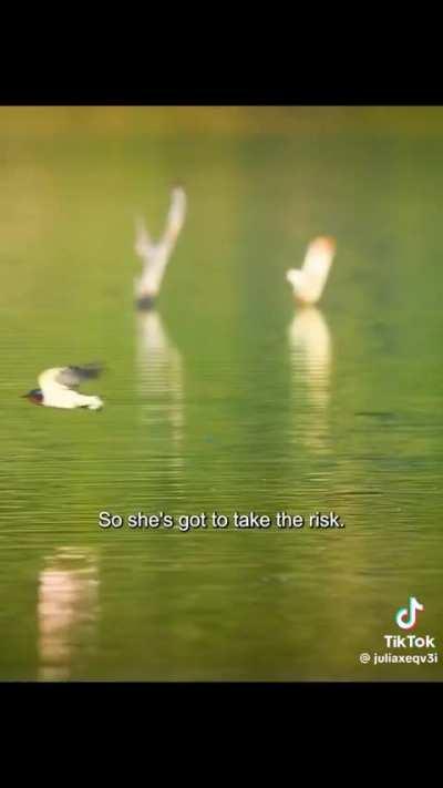 Tigerfish jumping after Flying Birds.