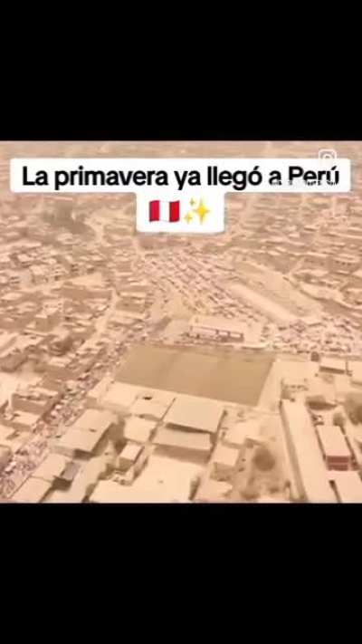 no hay ningún árbol a la vista