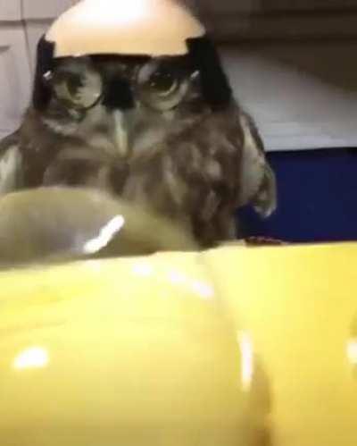 The wise owl wears many hats