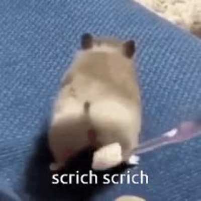 Where did I go wrong with rasing my hammy? He grew up to be a WHORE !!!! 