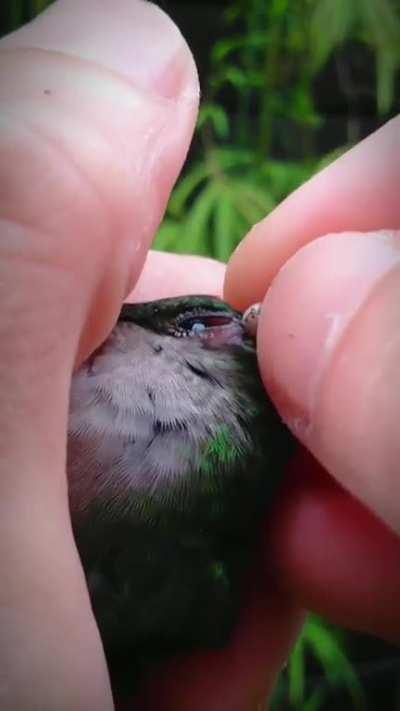 Removing a tick from a hummingbird’s eye